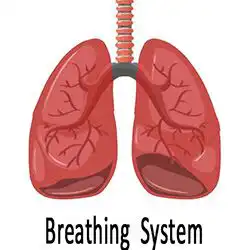 Breathing System